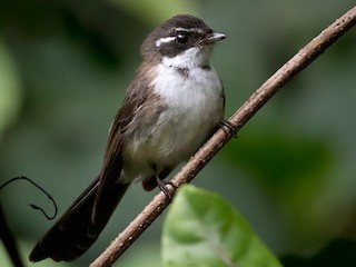 Foto de Abanico de Kadavu (Rhipidura personata)