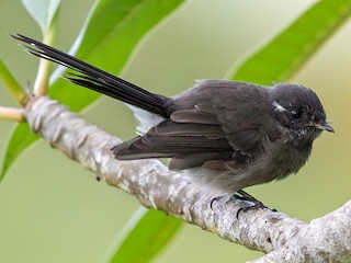 Foto de Abanico Samoano (Rhipidura nebulosa)