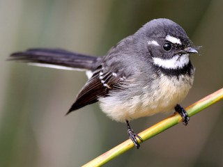 Foto de Abanico Gris (Rhipidura albiscapa)