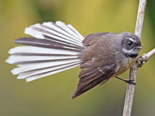Foto de Abanico Maorí (Rhipidura fuliginosa)