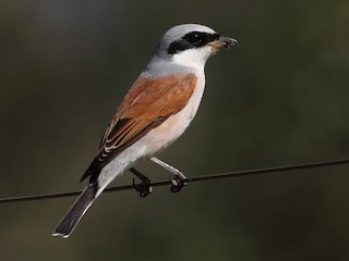 Foto de Alcaudón Dorsirrojo (Lanius collurio)