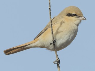Foto de Alcaudón Isabel (Lanius isabellinus)