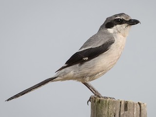 Foto de Alcaudón Real (Lanius meridionalis)
