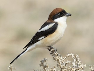 Foto de Alcaudón Común (Lanius senator)