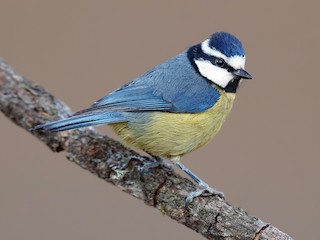 Foto de African Blue Tit (Cyanistes teneriffae)