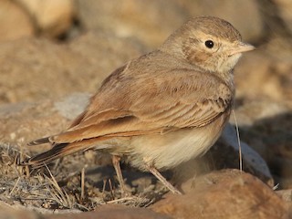 Foto de Bar-tailed Lark (Ammomanes cinctura)