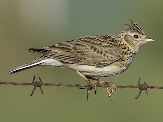 Foto de Alondra Común (Alauda arvensis)