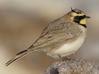 Foto de Alondra Cornuda (Eremophila alpestris)