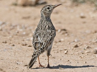 Foto de Alondra Ricotí (Chersophilus duponti)