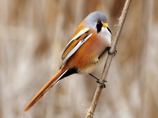 Foto de Bearded Reedling (Panurus biarmicus)
