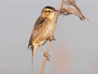 Foto de Aquatic Warbler (Acrocephalus paludicola)
