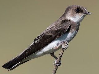 Foto de Bank Swallow (Riparia riparia)