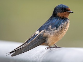 Foto de Barn Swallow (Hirundo rustica)