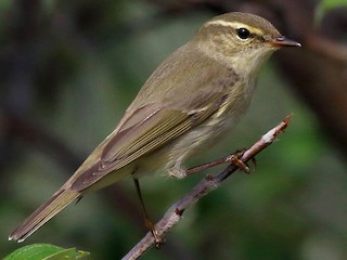 Foto de Arctic Warbler (Phylloscopus borealis)