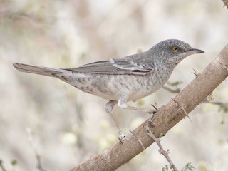 Foto de Barred Warbler (Curruca nisoria)