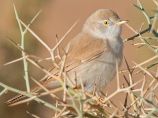 Foto de African Desert Warbler (Curruca deserti)