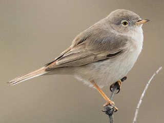 Foto de Asian Desert Warbler (Curruca nana)