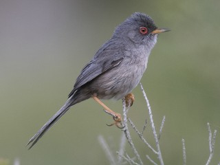 Foto de Balearic Warbler (Curruca balearica)