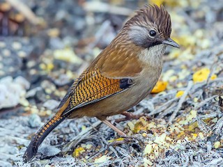 Foto de Actinodura Nepalí (Actinodura nipalensis)