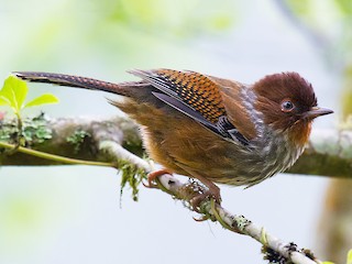 Foto de Actinodura de Formosa (Actinodura morrisoniana)