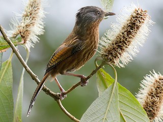Foto de Actinodura de Yunnán (Actinodura waldeni)