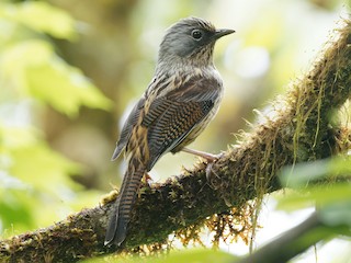 Foto de Actinodura de Tonkín (Actinodura souliei)