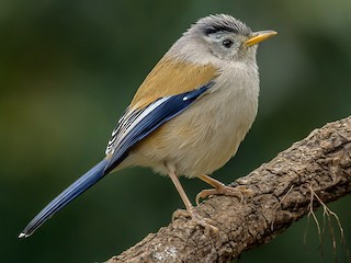 Foto de Actinodura Aliazul (Actinodura cyanouroptera)