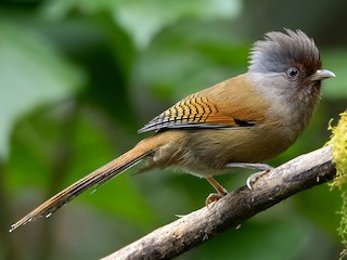 Foto de Actinodura de Egerton (Actinodura egertoni)