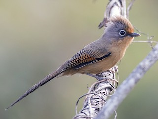 Foto de Actinodura de Anteojos (Actinodura ramsayi)