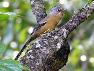 Foto de Actinodura Coroninegra (Actinodura sodangorum)