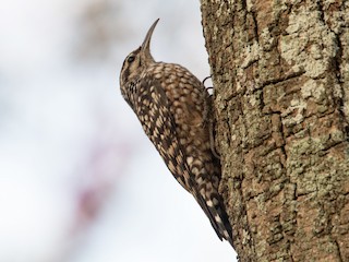 Foto de Agateador Moteado Africano (Salpornis salvadori)