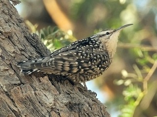 Foto de Agateador Moteado Indio (Salpornis spilonota)