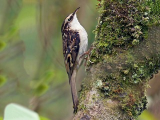 Foto de Agateador Euroasiático (Certhia familiaris)