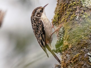 Foto de Agateador de Sichuán (Certhia tianquanensis)