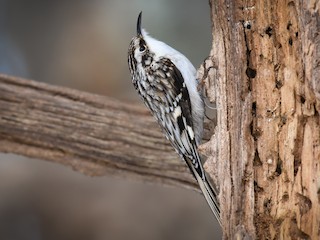 Foto de Agateador Americano (Certhia americana)