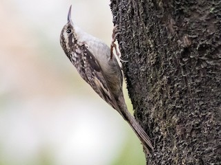 Foto de Agateador del Himalaya (Certhia himalayana)