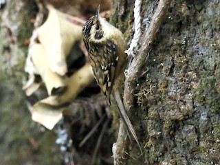 Foto de Agateador Nepalí (Certhia nipalensis)