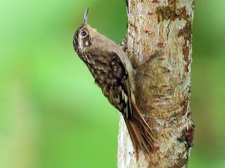 Foto de Agateador Gorjipardo (Certhia discolor)
