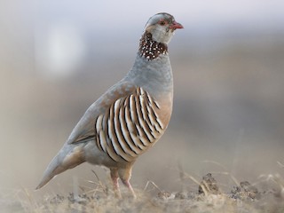 Foto de Barbary Partridge (Alectoris barbara)