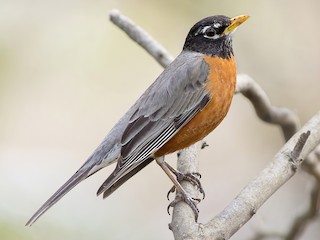 Foto de American Robin (Turdus migratorius)