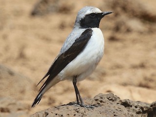 Foto de Atlas Wheatear (Oenanthe seebohmi)